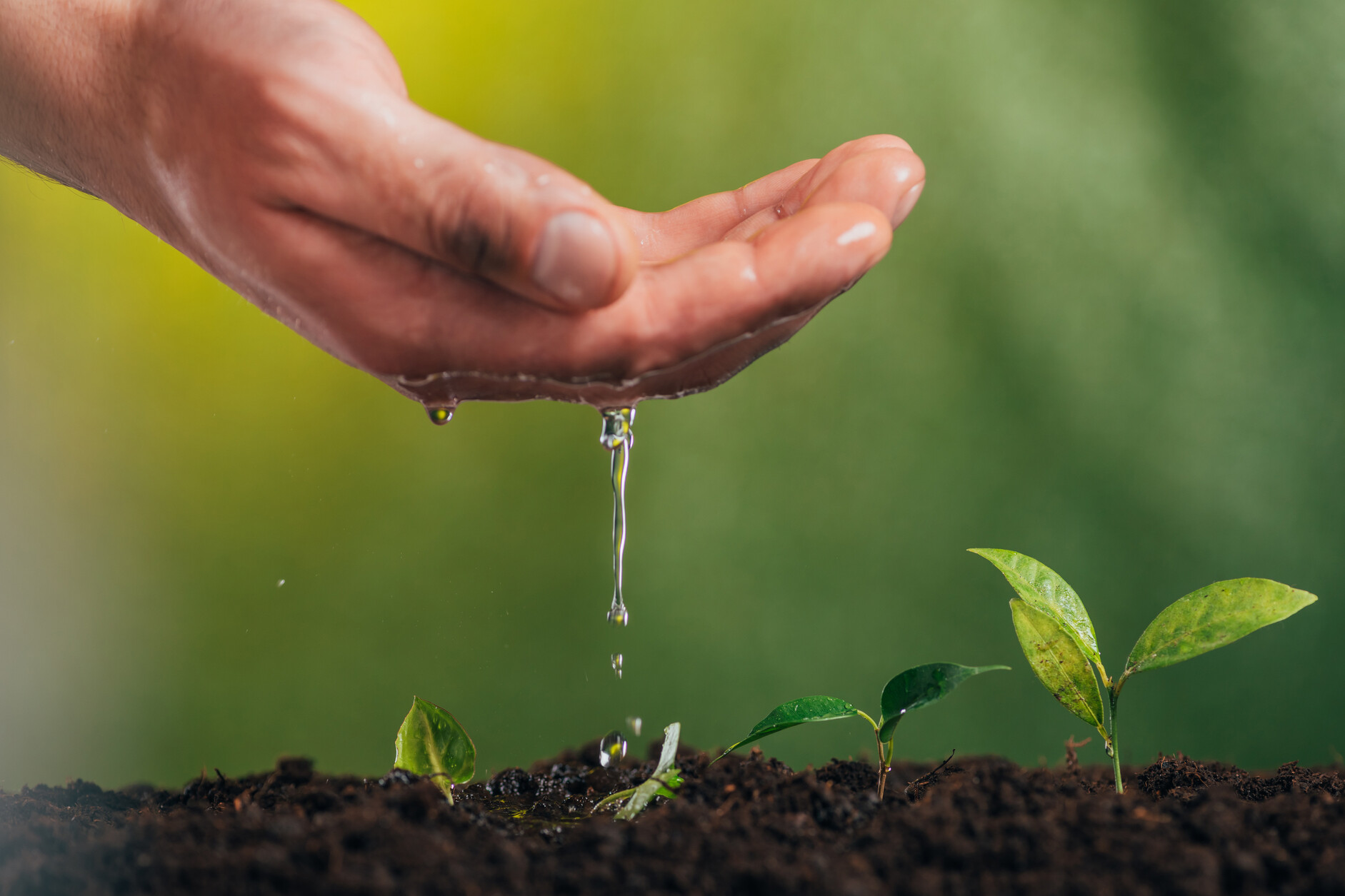 Hand Watering Seedlings