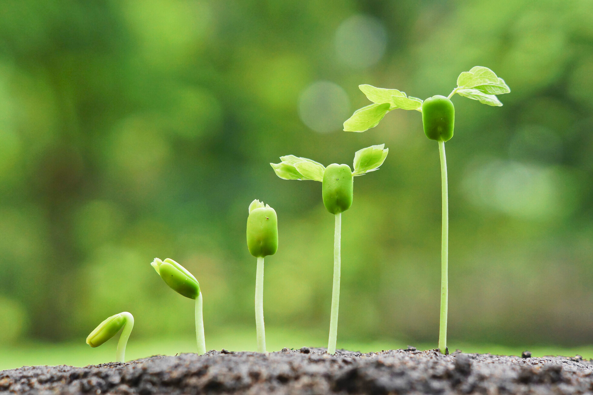 Seedlings Growing in a Row